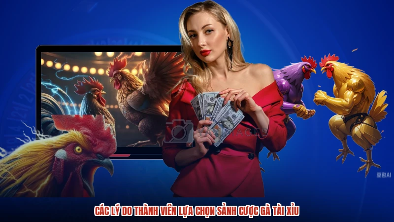 Các lý do thành viên lựa chọn sảnh cược gà TÀI XỈU