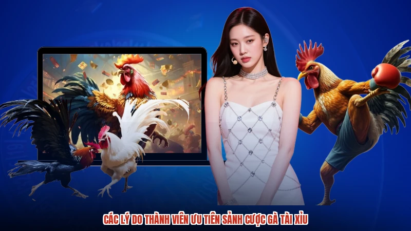 Các lý do thành viên ưu tiên sảnh cược gà TÀI XỈU