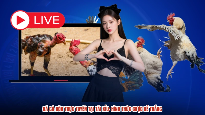 Đá gà đòn trực tuyến tại TÀI XỈU: Hình thức cược dễ thắng