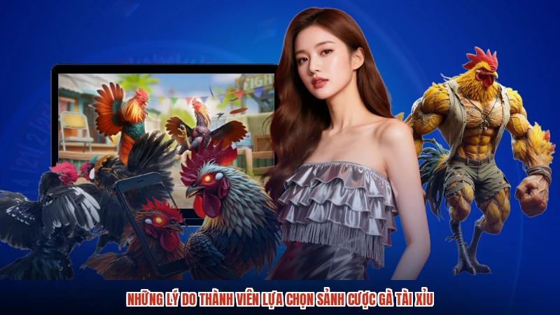 Những lý do thành viên lựa chọn sảnh cược gà TÀI XỈU