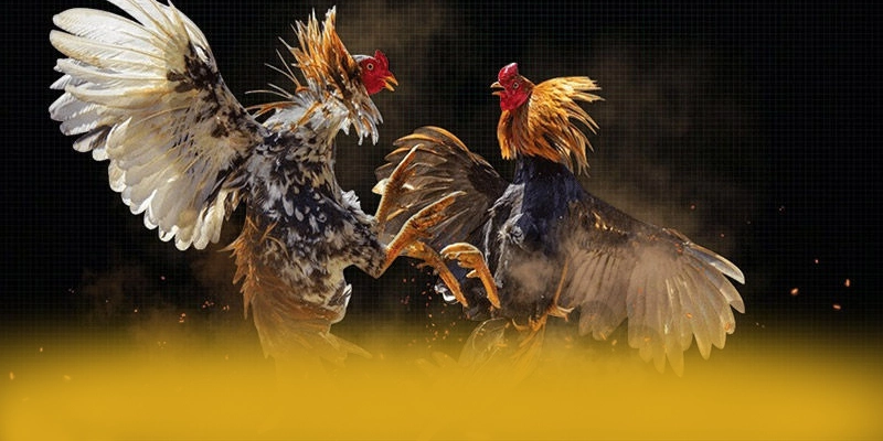 BET168 - Kết luận dành cho người chơi.